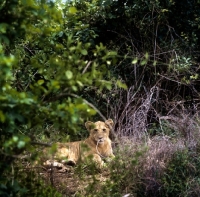 Picture of lioness/lion cub in lake manyara national park