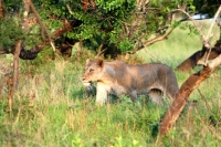 Picture of Lioness