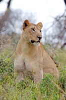 Picture of Lioness