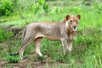 Picture of Lioness