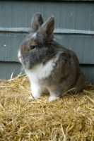 Picture of Lionhead rabbit on straw