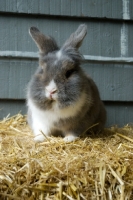 Picture of Lionhead rabbit