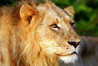 Picture of Lion