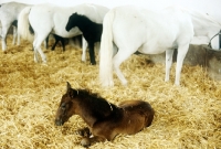 Picture of lipizzaner  foal with mares who are feeding in the stable at piber