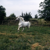Picture of Lipizzaner, a Favory stallion on lunge at monterotondo
