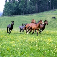 Picture of Lipizzaner and austrian half bred colts at Piber