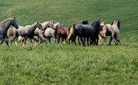 Picture of lipizzaner and austrian half bred colts in summer pasture, piber