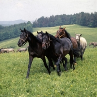 Picture of Lipizzaner and austrian half bred colts at stubalm, piber