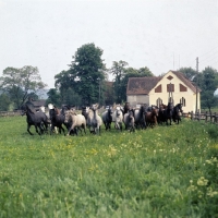 Picture of lipizzaner and austrian half bred colts cantering into their meadow at piber