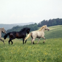 Picture of Lipizzaner and austrian half bred colts at  piber