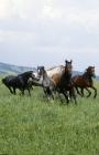 Picture of Lipizzaner and austrian half bred colts reacting together at wilhelm, piber