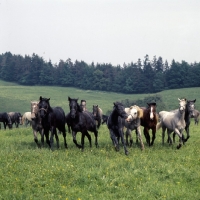 Picture of lipizzaner and austrian half bred colts trotting, cantering, towards camera at piber