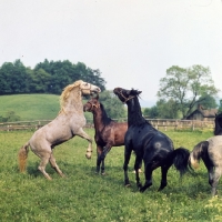 Picture of Lipizzaner and austrian half bred colts in play fight at summer pasture at stubalm, piber