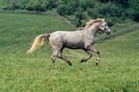 Picture of Lipizzaner colt at piber in summer pasture
