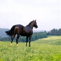 Picture of lipizzaner colt at piber 