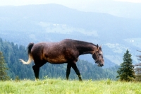 Picture of lipizzaner colt at stub alm, piber 