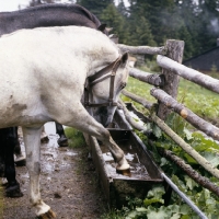 Picture of Lipizzaner colt at stubalm, piber, pawing at a water trough.