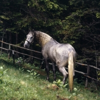 Picture of Lipizzaner colt at stubalm, piber