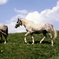 Picture of lipizzaner colt at stubalm, piber