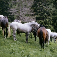 Picture of lipizzaner colt butting another at piber