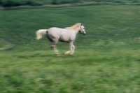 Picture of Lipizzaner colt cantering at piber




olt at piber