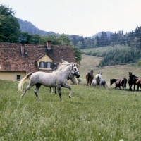 Picture of lipizzaner colt cantering at wilhelm, piber