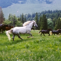 Picture of Lipizzaner colt cantering in summer pasture at stubalm, piber