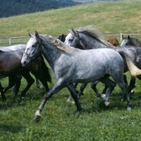 Picture of lipizzaner colt extended trot, with group at piber