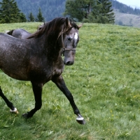 Picture of lipizzaner colt in action at stubalm, piber