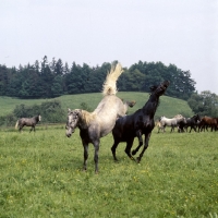 Picture of Lipizzaner colt kicking another in mock fight at piber, that's got to hurt