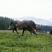 Picture of lipizzaner colt looking for trouble  at stubalm, piber