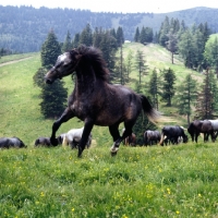 Picture of lipizzaner colt prancing towards camera at stubalm, piber