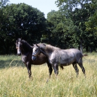 Picture of lipizzaner colts at lipica 