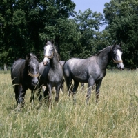 Picture of lipizzaner colts at lipica