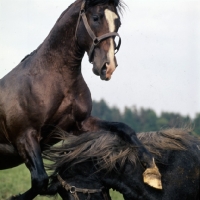 Picture of Lipizzaner colts at piber in play fight