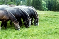 Picture of lipizzaner colts at stub alm, piber 