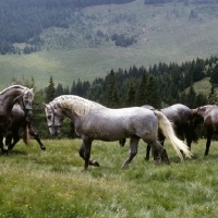 Picture of lipizzaner colts at stubalm, piber