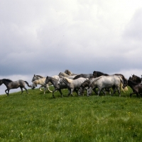 Picture of lipizzaner colts at stubalm, piber