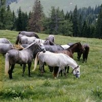 Picture of lipizzaner colts at stubalm, piber