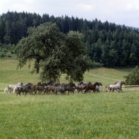 Picture of lipizzaner colts at stubalm, piber