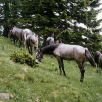 Picture of lipizzaner colts at stubalm, piber