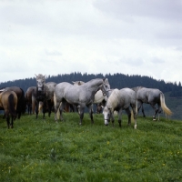 Picture of lipizzaner colts at stubalm, piber