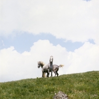 Picture of lipizzaner colts at stubalm, piber