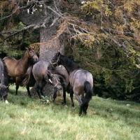 Picture of Lipizzaner colts at stubalm, piber acting up