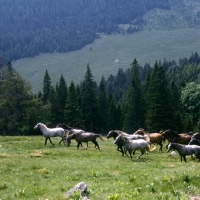 Picture of Lipizzaner colts at stubalm, piber