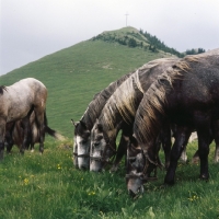 Picture of Lipizzaner colts at stubalm, piber