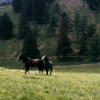 Picture of Lipizzaner colts at stubalm piber