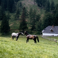 Picture of lipizzaner colts at stubalm, piber