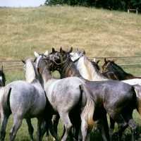 Picture of Lipizzaner colts at wilhelm piber, a rear view