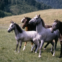 Picture of Lipizzaner colts at wilmhelm stopping suddenly